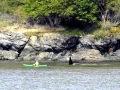 J-26 "Mike" was born in 1991 and is the first offspring of J-16 "Slick" and was 23 years old in 2013. He was named after the late Dr. Michael Bigg, who was known as the "Father of Killer Whale Research". Mike has 2 living siblings, J-36 "Alki" and J-42 "Echo" and he is often seen traveling and playing with them. Mike can be identified by his open saddlepatch on both sides of his back.
