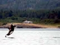 J-26 "Mike" was born in 1991 and is the first offspring of J-16 "Slick" and was 23 years old in 2013. He was named after the late Dr. Michael Bigg, who was known as the "Father of Killer Whale Research". Mike has 2 living siblings, J-36 "Alki" and J-42 "Echo" and he is often seen traveling and playing with them. Mike can be identified by his open saddlepatch on both sides of his back.