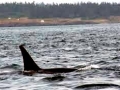 J-26 "Mike" was born in 1991 and is the first offspring of J-16 "Slick" and was 23 years old in 2013. He was named after the late Dr. Michael Bigg, who was known as the "Father of Killer Whale Research". Mike has 2 living siblings, J-36 "Alki" and J-42 "Echo" and he is often seen traveling and playing with them. Mike can be identified by his open saddlepatch on both sides of his back.