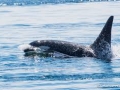 J-26 "Mike" was born in 1991 and is the first offspring of J-16 "Slick" and was 23 years old in 2013. He was named after the late Dr. Michael Bigg, who was known as the "Father of Killer Whale Research". Mike has 2 living siblings, J-36 "Alki" and J-42 "Echo" and he is often seen traveling and playing with them. Mike can be identified by his open saddlepatch on both sides of his back.