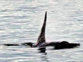 J-26 "Mike" was born in 1991 and is the first offspring of J-16 "Slick" and was 23 years old in 2013. He was named after the late Dr. Michael Bigg, who was known as the "Father of Killer Whale Research". Mike has 2 living siblings, J-36 "Alki" and J-42 "Echo" and he is often seen traveling and playing with them. Mike can be identified by his open saddlepatch on both sides of his back.