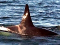 J-26 "Mike" was born in 1991 and is the first offspring of J-16 "Slick" and was 23 years old in 2013. He was named after the late Dr. Michael Bigg, who was known as the "Father of Killer Whale Research". Mike has 2 living siblings, J-36 "Alki" and J-42 "Echo" and he is often seen traveling and playing with them. Mike can be identified by his open saddlepatch on both sides of his back.