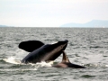J-26 "Mike" was born in 1991 and is the first offspring of J-16 "Slick" and was 23 years old in 2013. He was named after the late Dr. Michael Bigg, who was known as the "Father of Killer Whale Research". Mike has 2 living siblings, J-36 "Alki" and J-42 "Echo" and he is often seen traveling and playing with them. Mike can be identified by his open saddlepatch on both sides of his back.