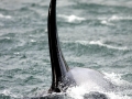 J-26 "Mike" was born in 1991 and is the first offspring of J-16 "Slick" and was 23 years old in 2013. He was named after the late Dr. Michael Bigg, who was known as the "Father of Killer Whale Research". Mike has 2 living siblings, J-36 "Alki" and J-42 "Echo" and he is often seen traveling and playing with them. Mike can be identified by his open saddlepatch on both sides of his back.