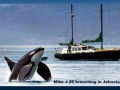 J-26 "Mike" was born in 1991 and is the first offspring of J-16 "Slick" and was 23 years old in 2013. He was named after the late Dr. Michael Bigg, who was known as the "Father of Killer Whale Research". Mike has 2 living siblings, J-36 "Alki" and J-42 "Echo" and he is often seen traveling and playing with them. Mike can be identified by his open saddlepatch on both sides of his back.