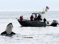 J-26 "Mike" was born in 1991 and is the first offspring of J-16 "Slick" and was 23 years old in 2013. He was named after the late Dr. Michael Bigg, who was known as the "Father of Killer Whale Research". Mike has 2 living siblings, J-36 "Alki" and J-42 "Echo" and he is often seen traveling and playing with them. Mike can be identified by his open saddlepatch on both sides of his back.