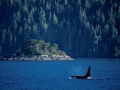 Robson Bight-Michael Bigg Ecological Reserve