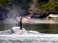 Robson Bight-Michael Bigg Ecological Reserve