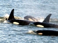 J-26 "Mike" was born in 1991 and is the first offspring of J-16 "Slick" and was 23 years old in 2013. He was named after the late Dr. Michael Bigg, who was known as the "Father of Killer Whale Research". Mike has 2 living siblings, J-36 "Alki" and J-42 "Echo" and he is often seen traveling and playing with them. Mike can be identified by his open saddlepatch on both sides of his back.