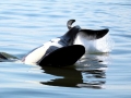 J-26 "Mike" was born in 1991 and is the first offspring of J-16 "Slick" and was 23 years old in 2013. He was named after the late Dr. Michael Bigg, who was known as the "Father of Killer Whale Research". Mike has 2 living siblings, J-36 "Alki" and J-42 "Echo" and he is often seen traveling and playing with them. Mike can be identified by his open saddlepatch on both sides of his back.