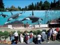 Robert Wyland's Whaling Wall #055 "Killer Whales A-30 Subpod" at the Vancouver Aquarium in Stanley Park in Vancouver, BC, Canada (175 feet long x 14 feet high) Dedicated August 15, 1994 by Dr. John Ford to the memory of the "Father of Killer Whale Research" Dr. Michael A. Bigg (special note: The mural was partially destroyed by vandals and is no longer accessible to the public.)