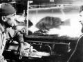 Jacques-Yves Cousteau:  Photos