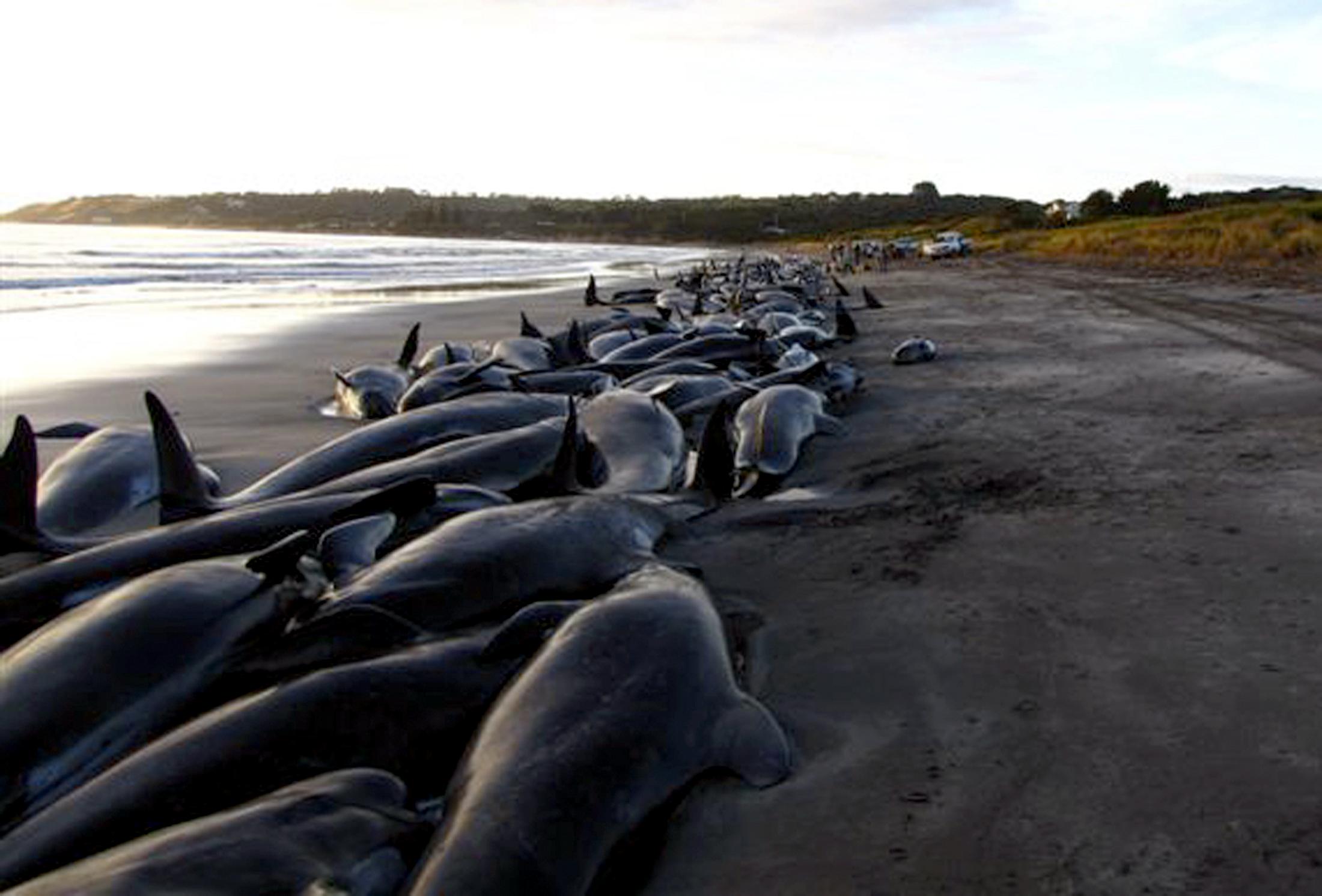 Почему киты выбрасываются на берег. Киты и дельфины выбрасываются на берег. Киты выбрасываются на берег. Дельфины выбросились на берег 2021. Дельфины выбрасываются на берег.