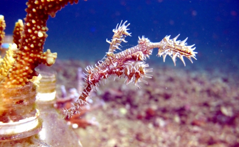 Pipefish