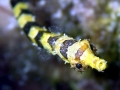 Pipefish