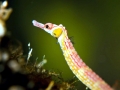 Pipefish