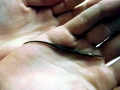 Pipefish