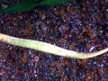 Pipefish
