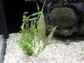 Pipefish