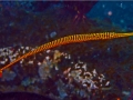 Pipefish