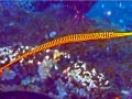 Pipefish