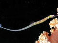 Pipefish