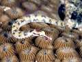 Pipefish