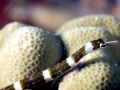Pipefish