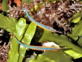 Pipefish