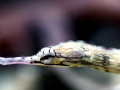 Pipefish