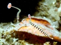 Pipefish