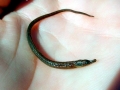 Pipefish