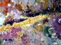 Pipefish