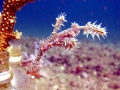 Pipefish