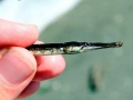 Pipefish