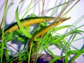 Pipefish