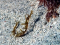 Pipefish