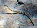 Pipefish