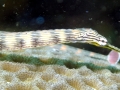 Pipefish