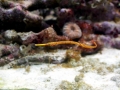 Pipefish