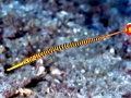 Pipefish