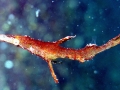 Pipefish