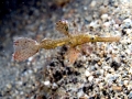 Pipefish