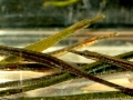 Pipefish