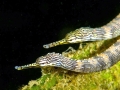 Pipefish