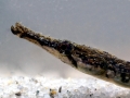 Pipefish