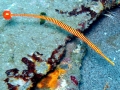 Pipefish