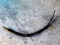 Pipefish
