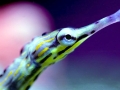 Pipefish