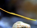 Pipefish